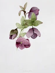 Helleborus atrorubens